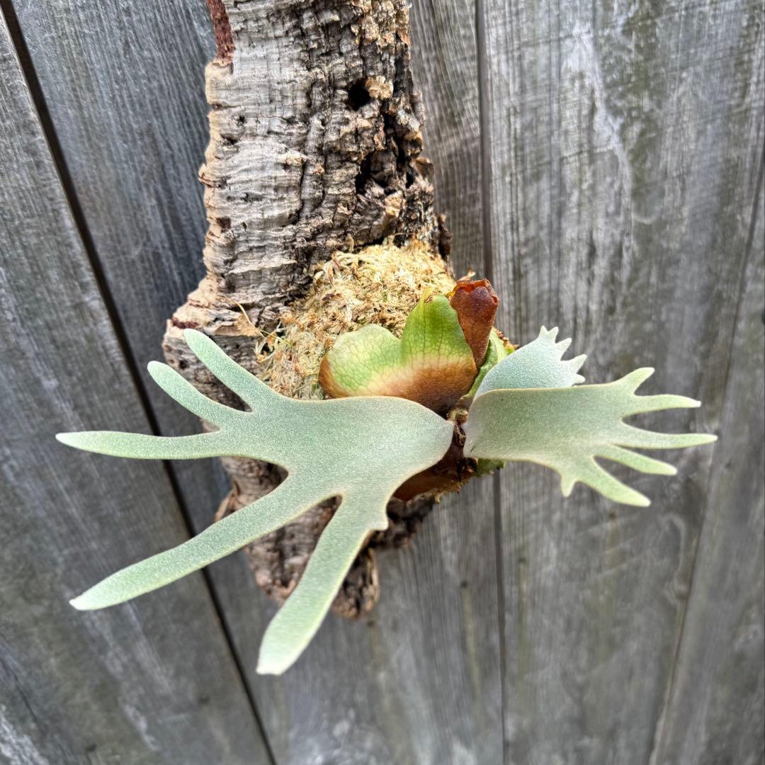 P.willinckii jade girl sporeling ビカクシダ