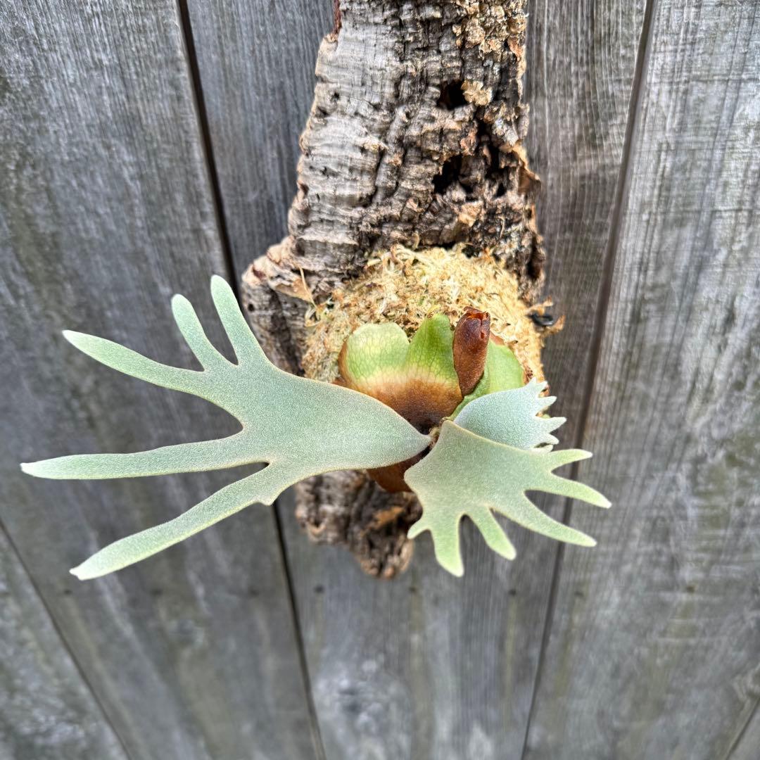P.willinckii jade girl sporeling ビカクシダ