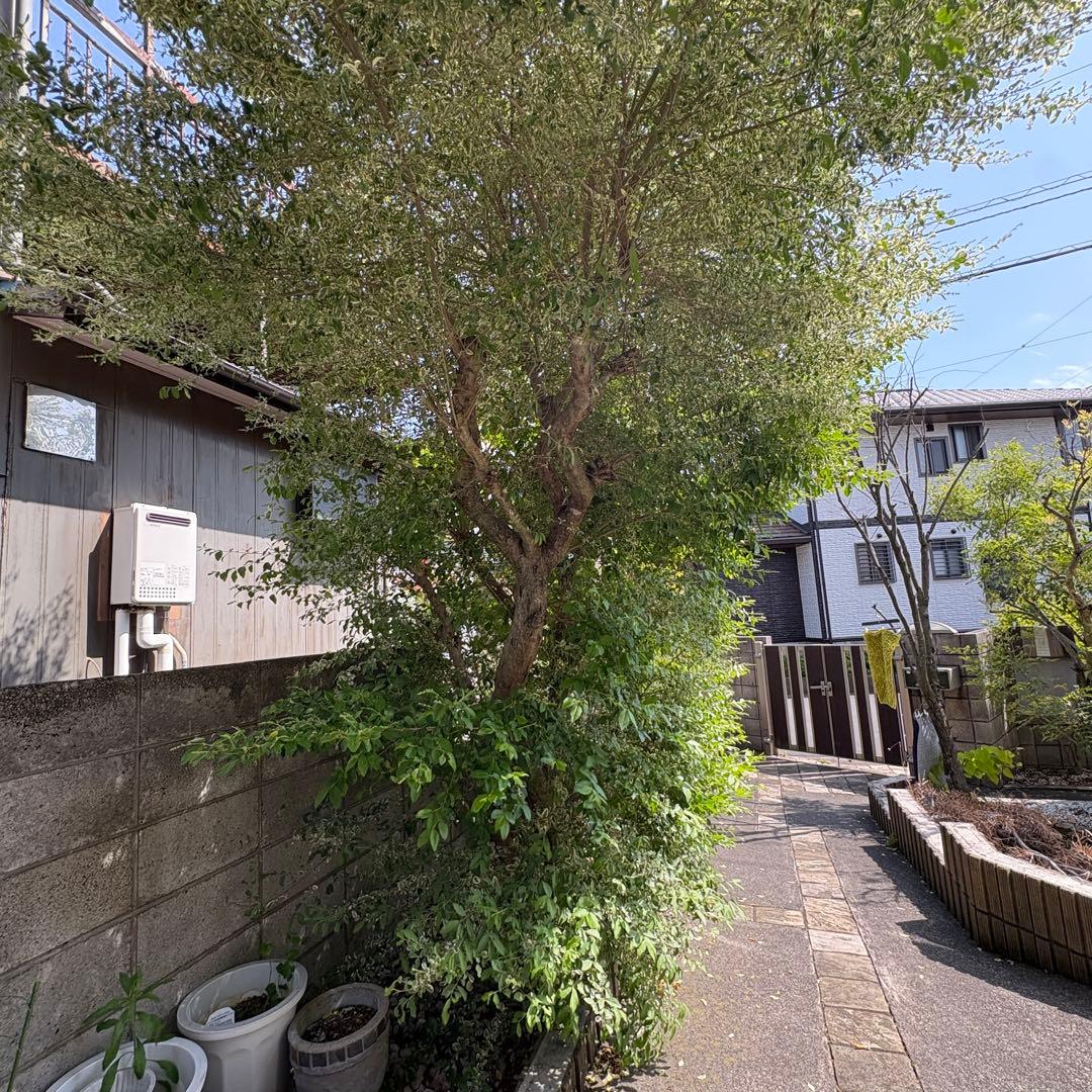 約2〜3メートルのシマトネリコ　常緑樹