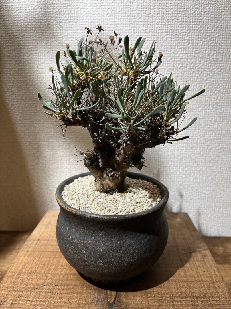 オトンナ　ユーフォルビオイデス　福井亜紀