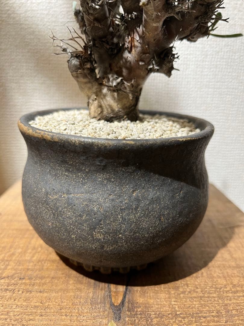 オトンナ　ユーフォルビオイデス　福井亜紀