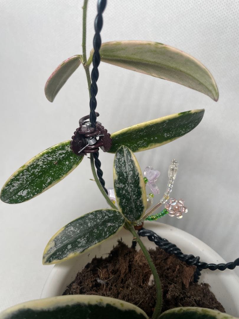 レア　ホヤ　Hoya Lyi Prism ライプリズム　サクララン　中苗