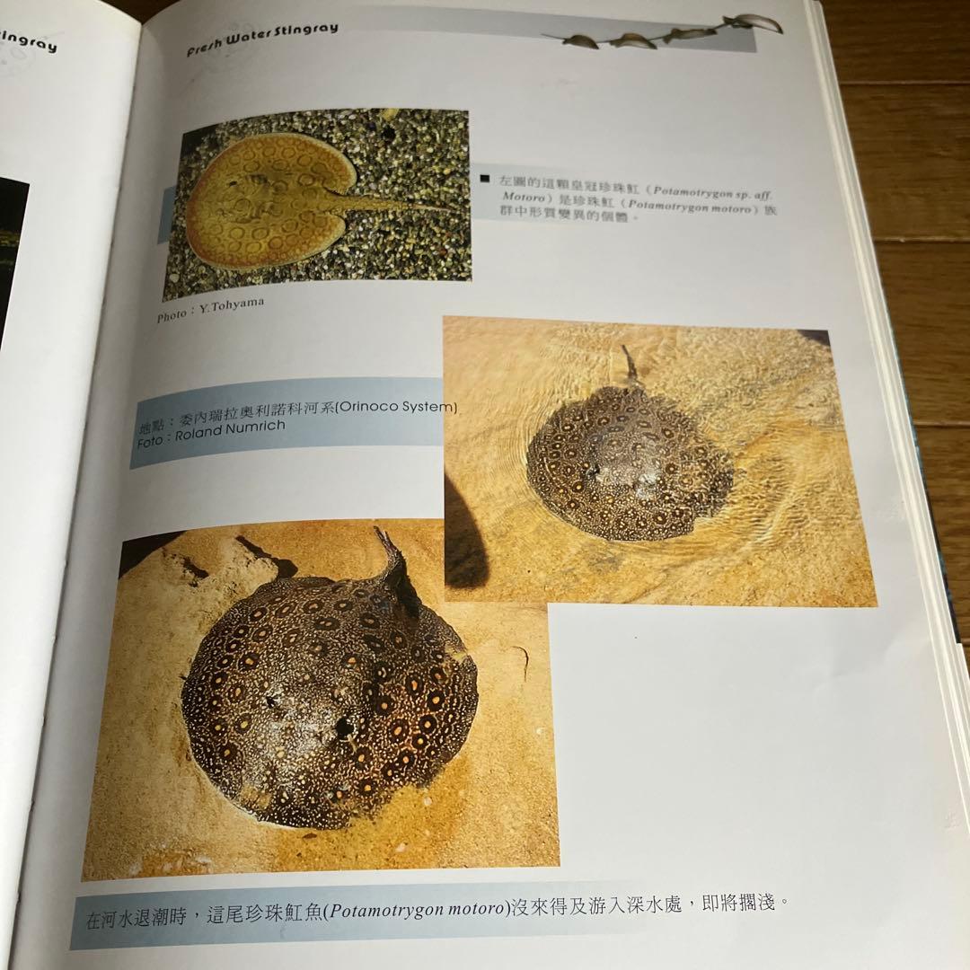 ARRAIA 淡水エイの本