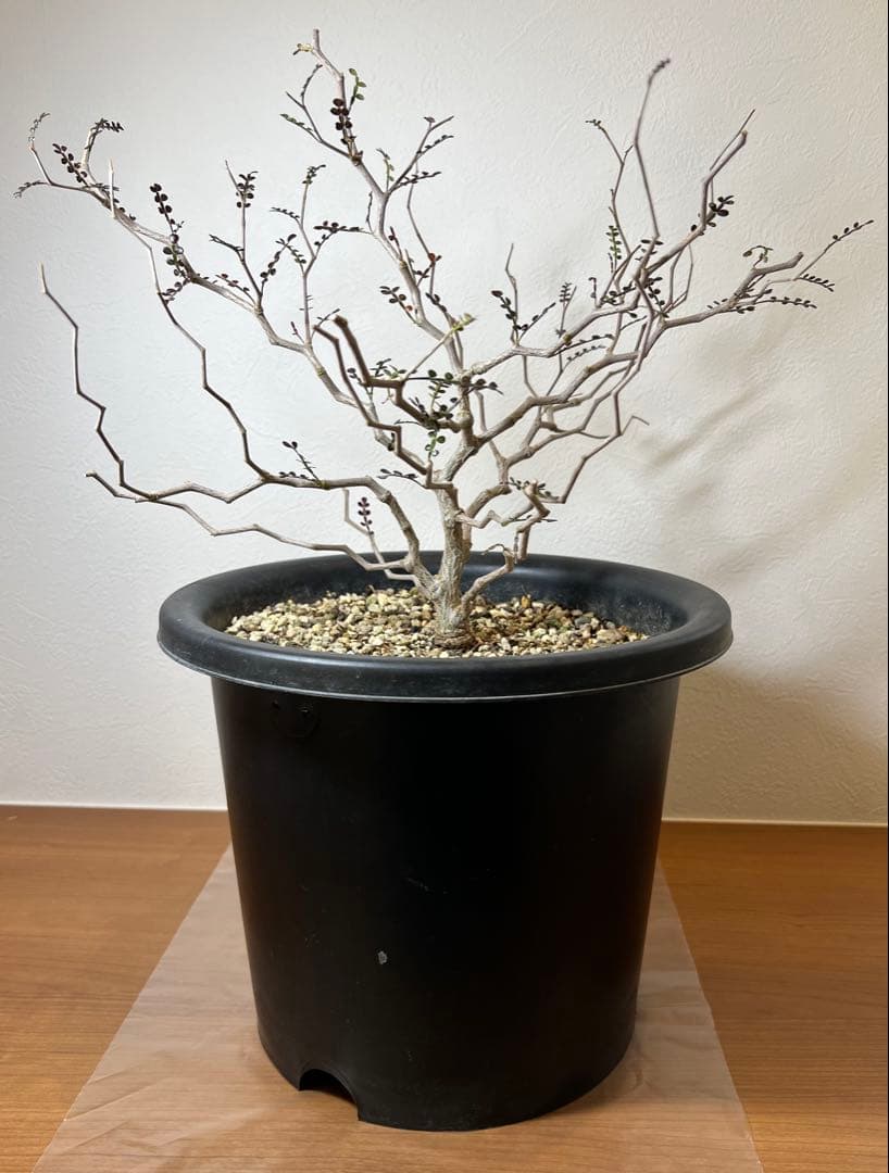 オペルクリカリア・パキプス　塊根植物・コーデックス