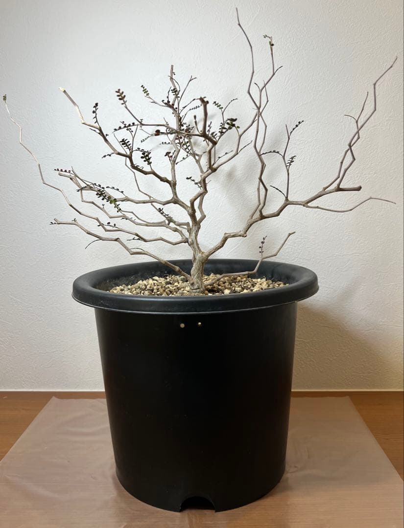 オペルクリカリア・パキプス　塊根植物・コーデックス