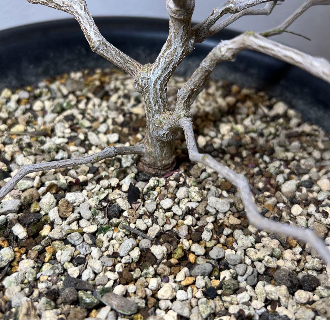 オペルクリカリア・パキプス　塊根植物・コーデックス