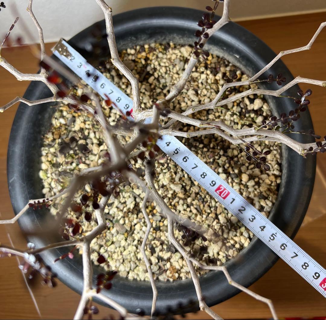 オペルクリカリア・パキプス　塊根植物・コーデックス