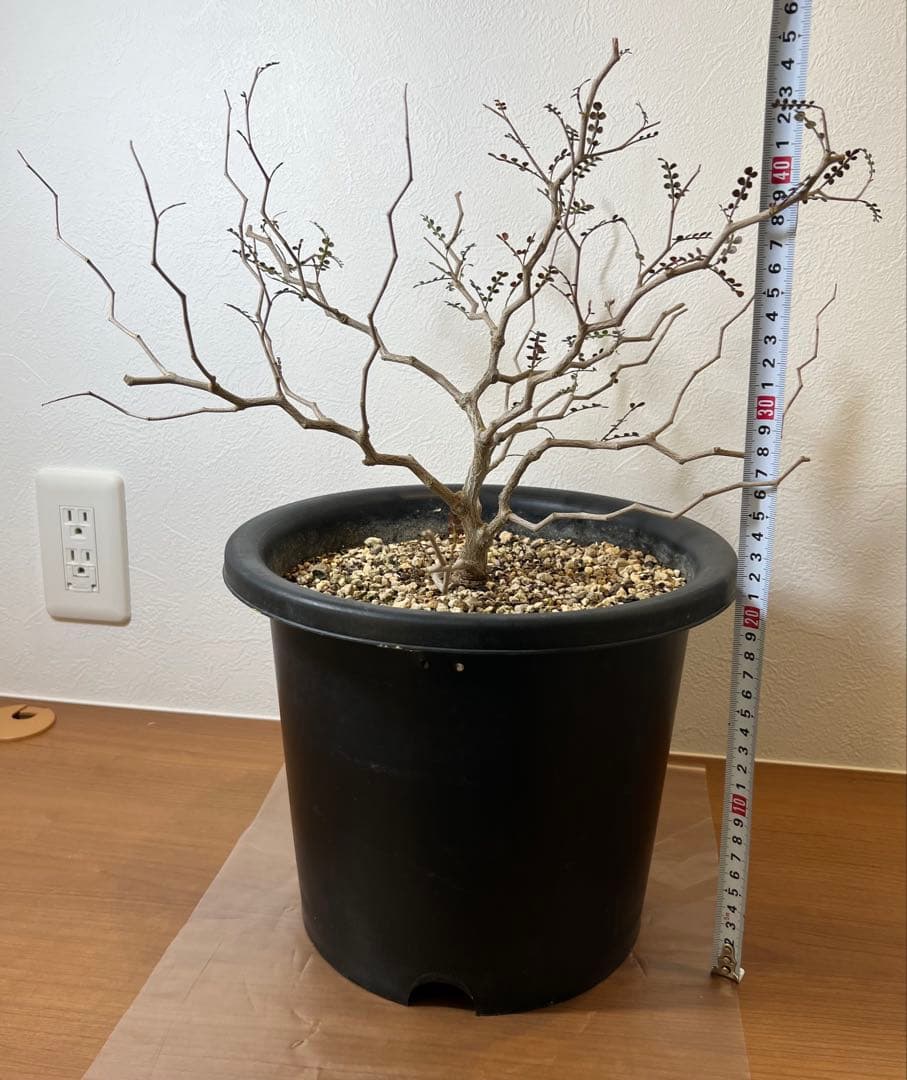 オペルクリカリア・パキプス　塊根植物・コーデックス
