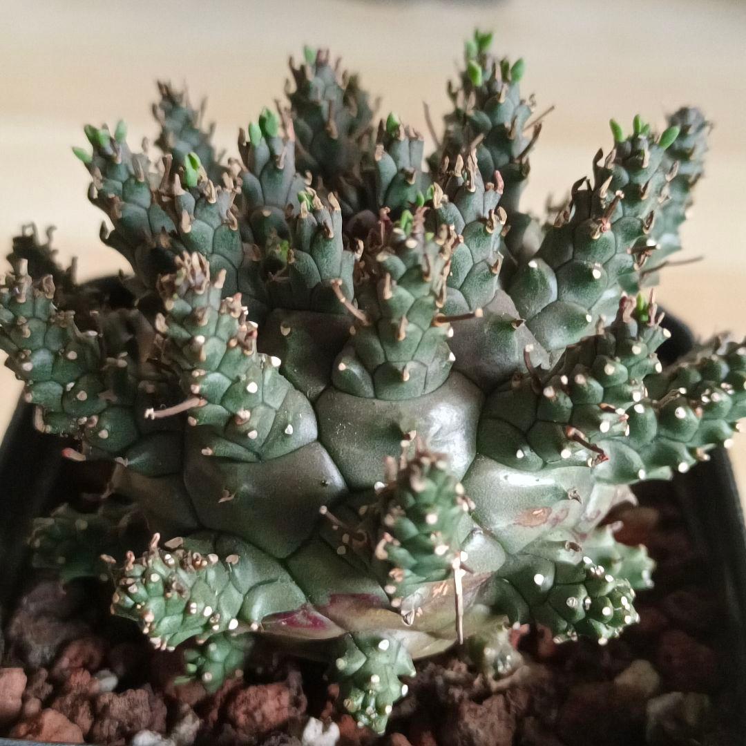 F486 ユーフォルビア デセプタ/Euphorbia decepta/実生大株