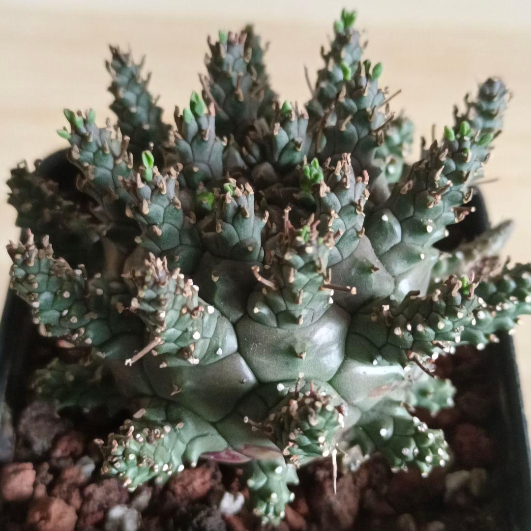 F486 ユーフォルビア デセプタ/Euphorbia decepta/実生大株