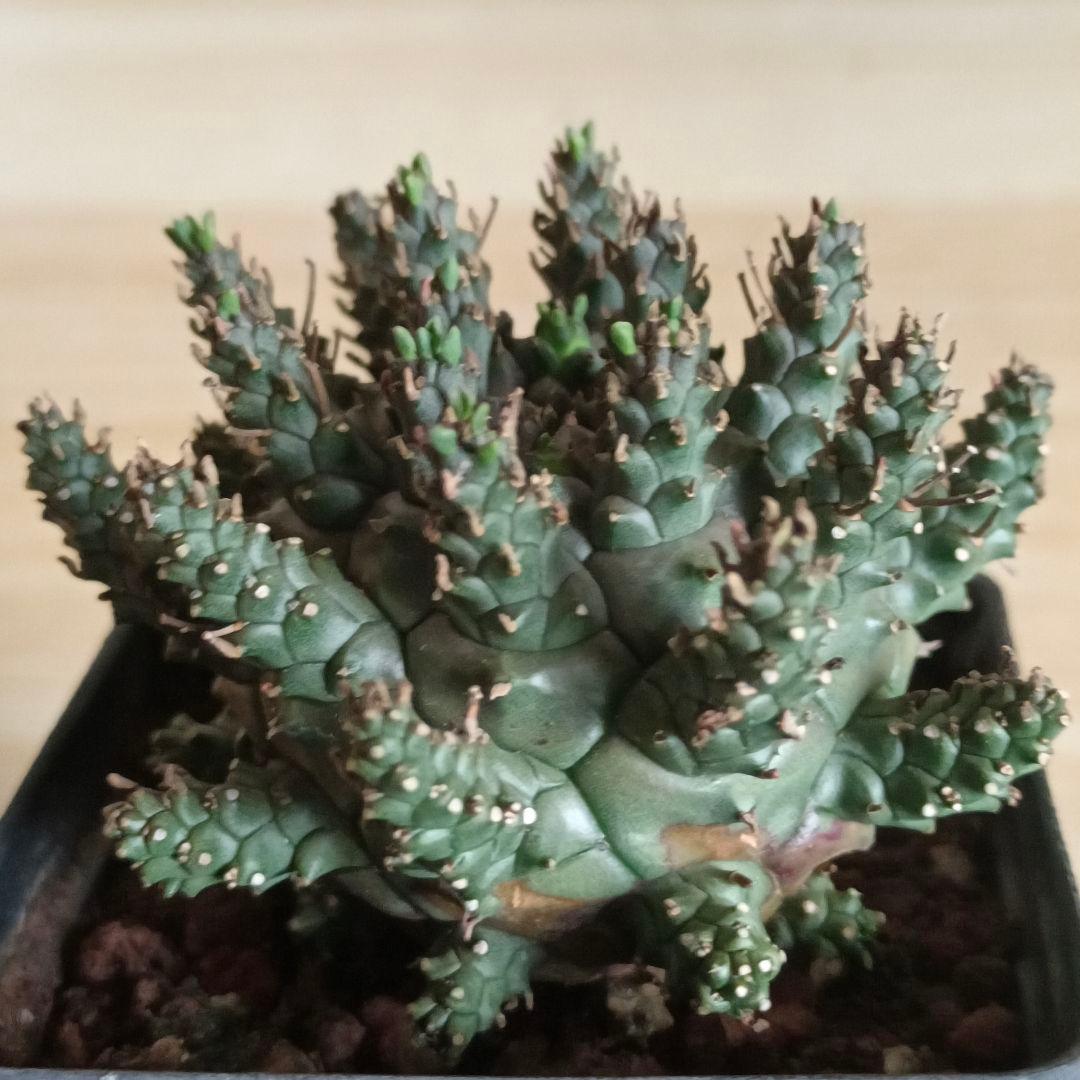 F486 ユーフォルビア デセプタ/Euphorbia decepta/実生大株