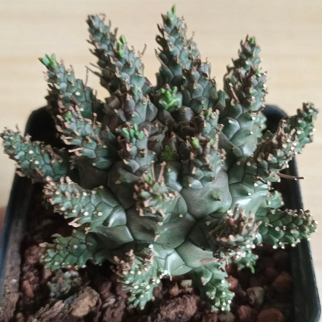 F486 ユーフォルビア デセプタ/Euphorbia decepta/実生大株