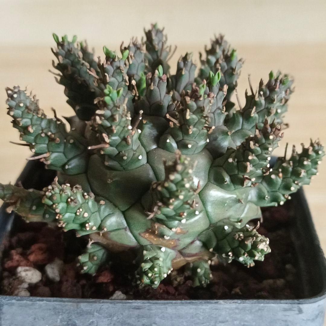 F486 ユーフォルビア デセプタ/Euphorbia decepta/実生大株