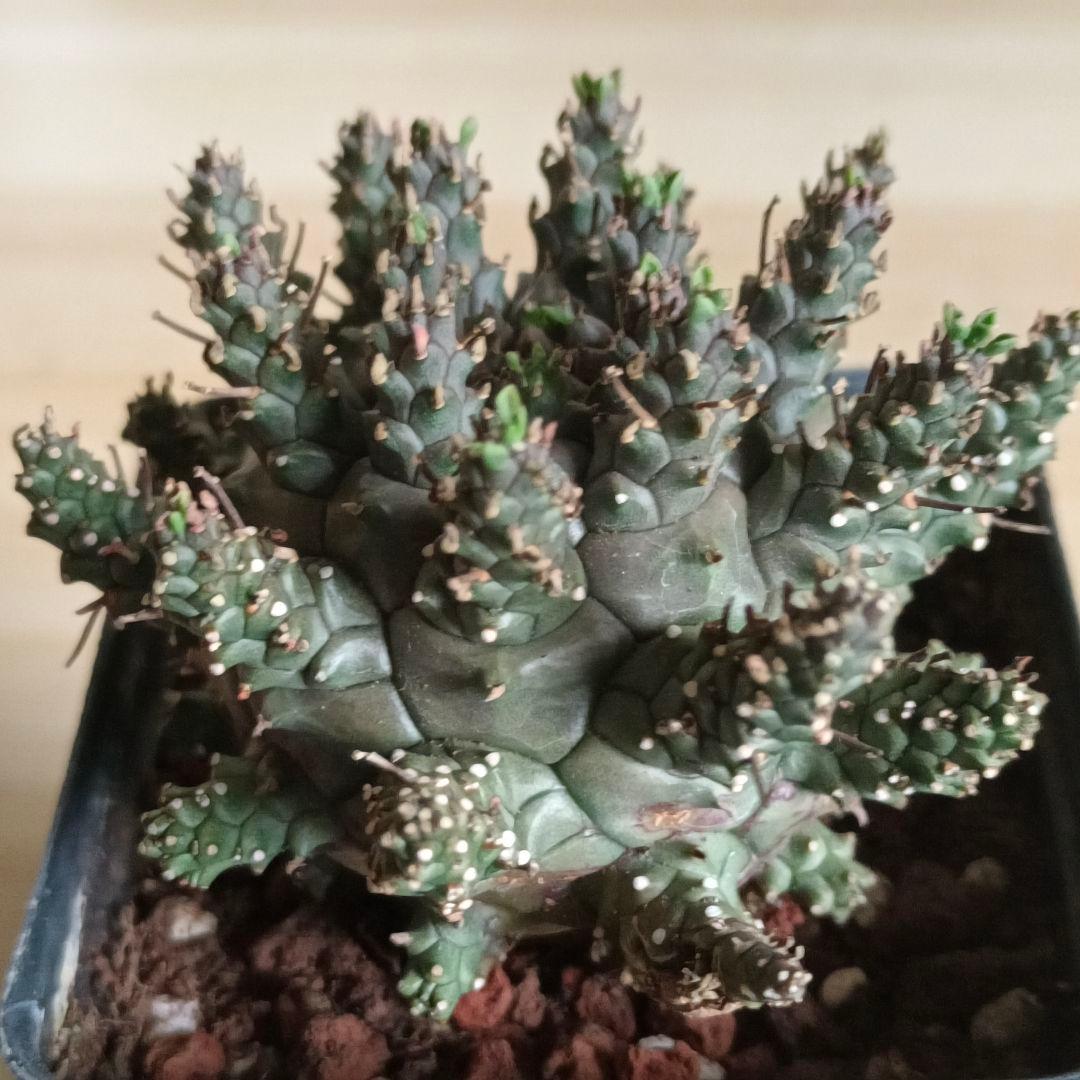 F486 ユーフォルビア デセプタ/Euphorbia decepta/実生大株