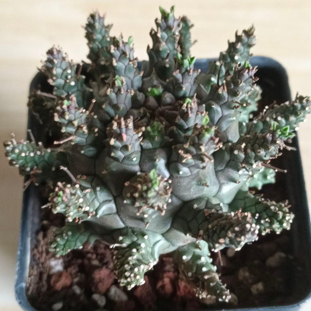 F486 ユーフォルビア デセプタ/Euphorbia decepta/実生大株
