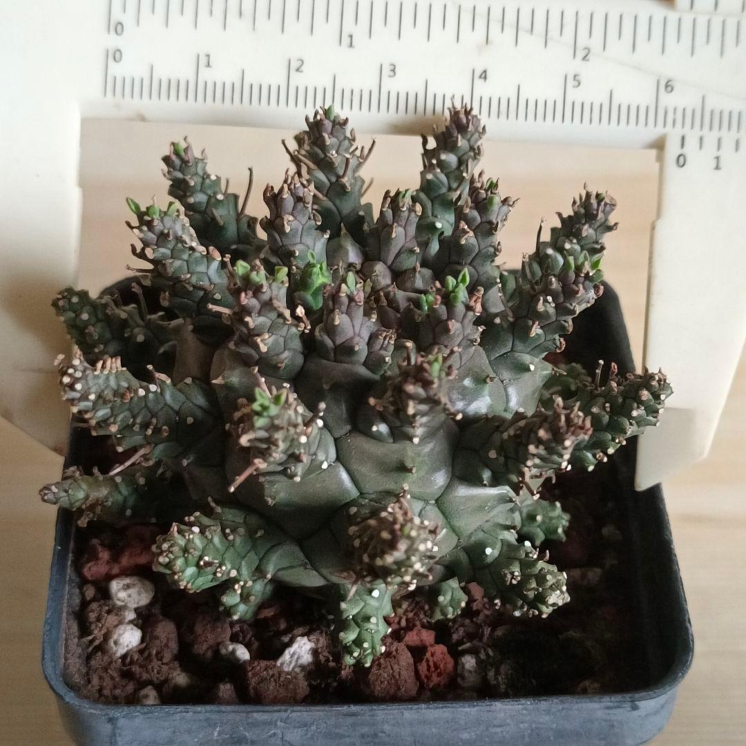 F486 ユーフォルビア デセプタ/Euphorbia decepta/実生大株