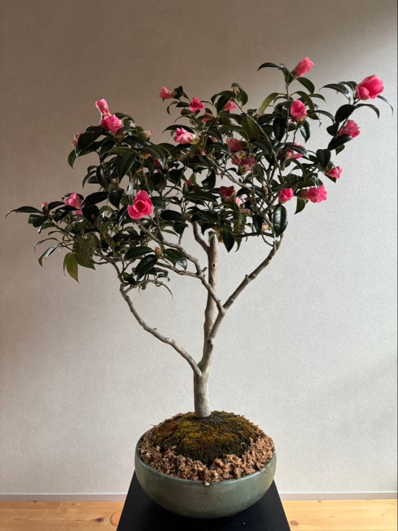 椿　侘助　赤　盆栽　花もの盆栽　大品