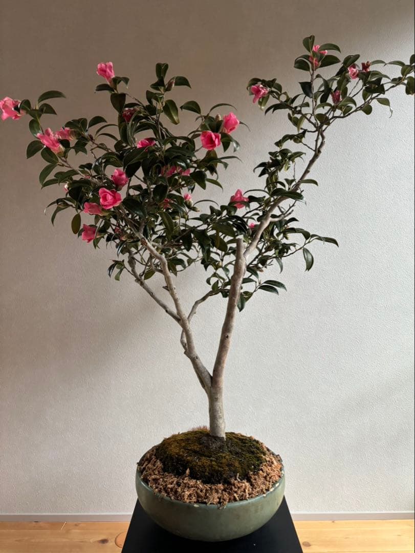 椿　侘助　赤　盆栽　花もの盆栽　大品