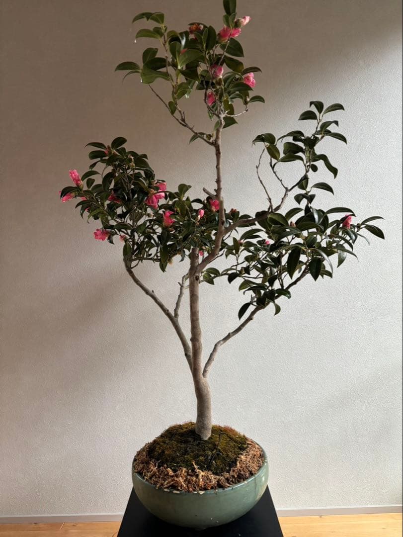 椿　侘助　赤　盆栽　花もの盆栽　大品