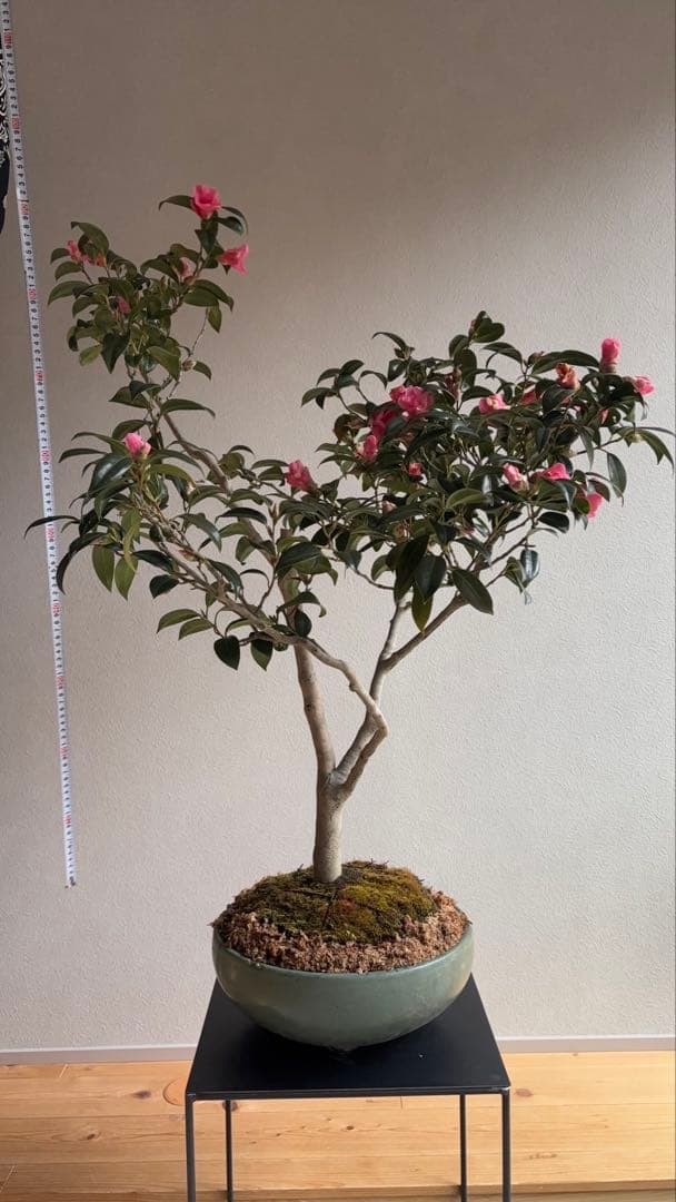 椿　侘助　赤　盆栽　花もの盆栽　大品