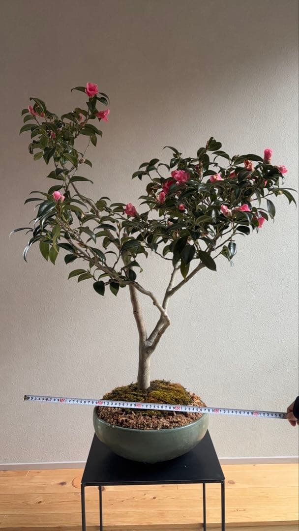 椿　侘助　赤　盆栽　花もの盆栽　大品
