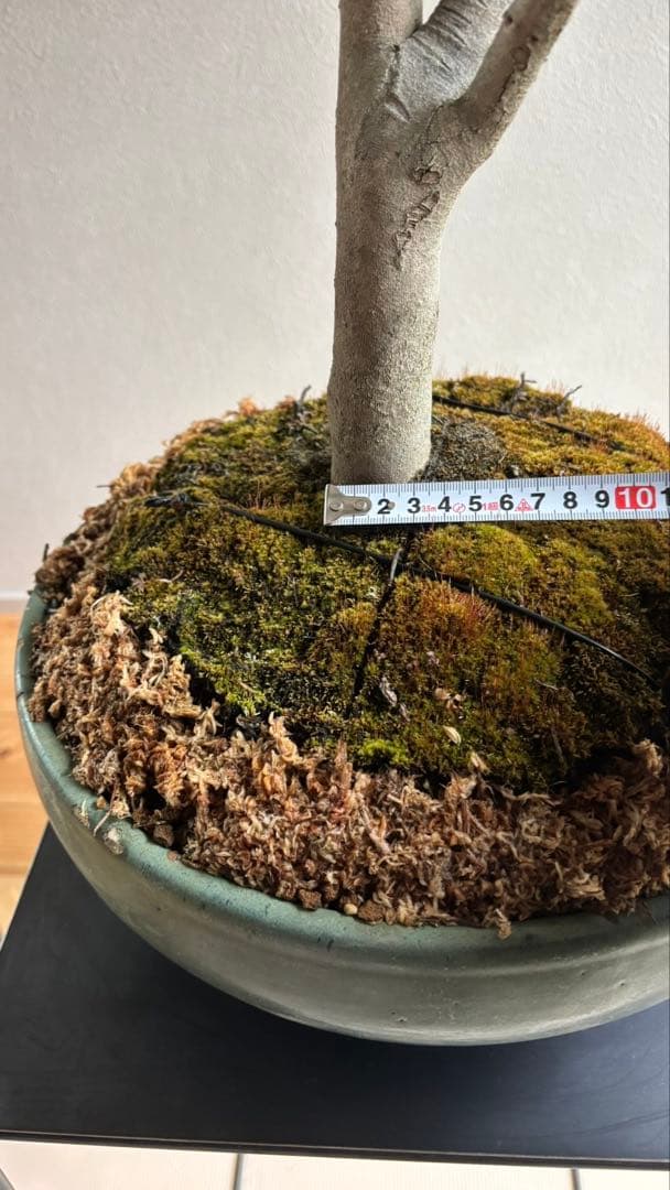 椿　侘助　赤　盆栽　花もの盆栽　大品