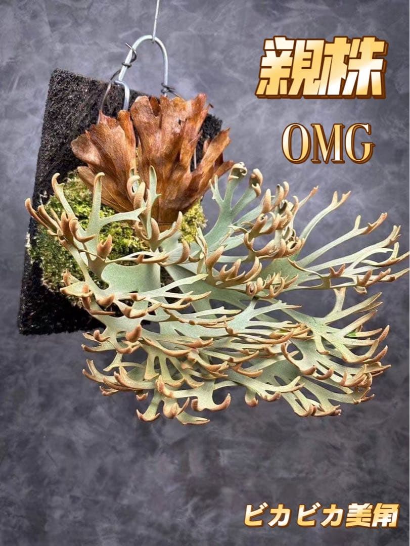 超極大+美品　ビカクシダP.willinckii OMG spore