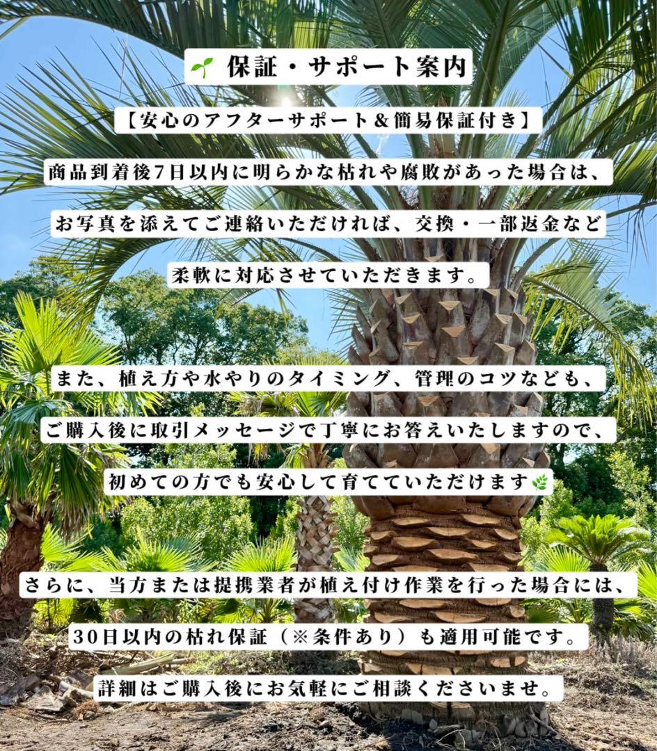 ココスヤシシルバーリーフ【極太】葉先170cm幹回り100cm 幹高50cm