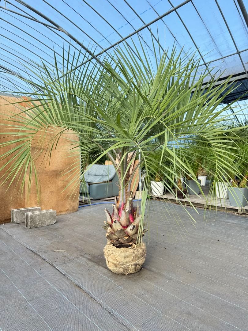 ココスヤシシルバーリーフ【極太】葉先170cm幹回り100cm 幹高50cm