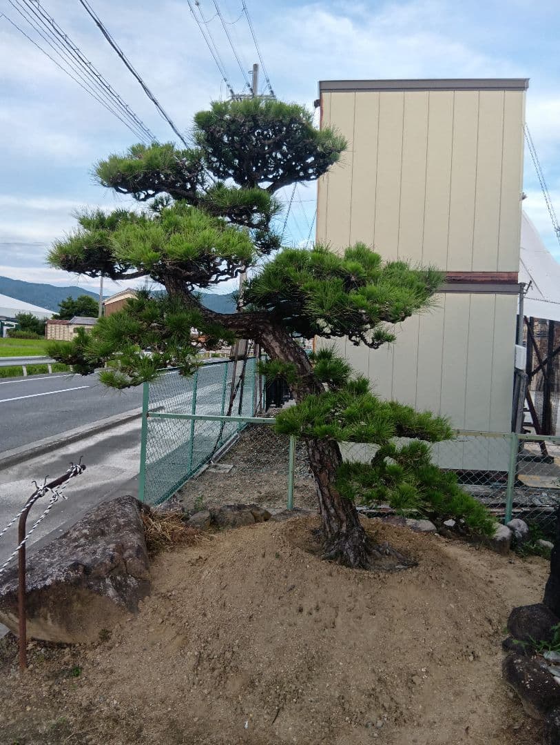 三河産の黒松（かなりかっちょいいサイズ）庭木