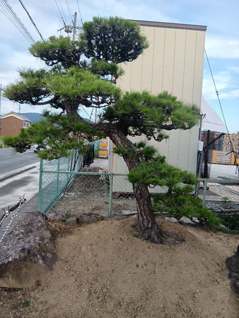 三河産の黒松（かなりかっちょいいサイズ）庭木