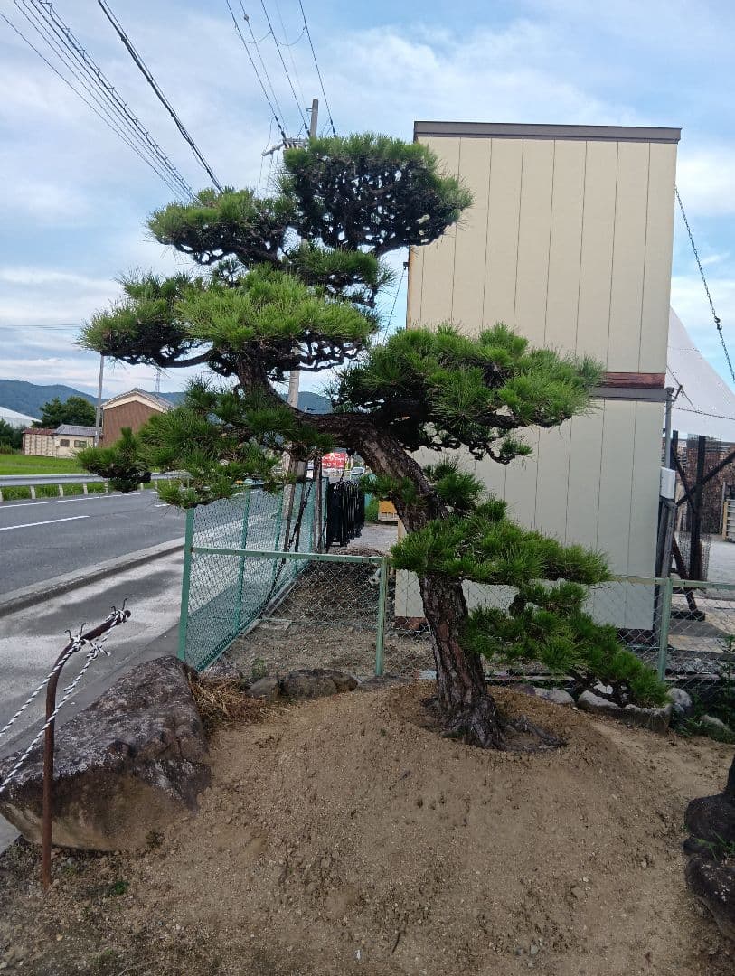三河産の黒松（かなりかっちょいいサイズ）庭木