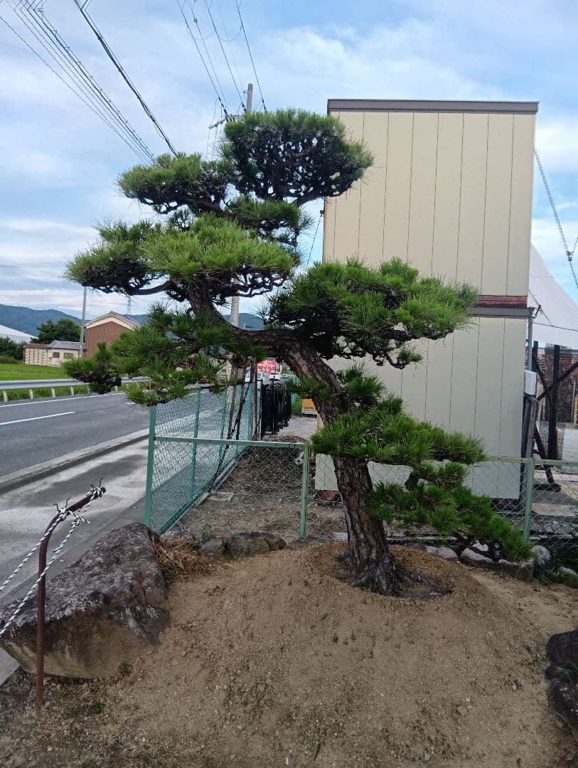 三河産の黒松（かなりかっちょいいサイズ）庭木