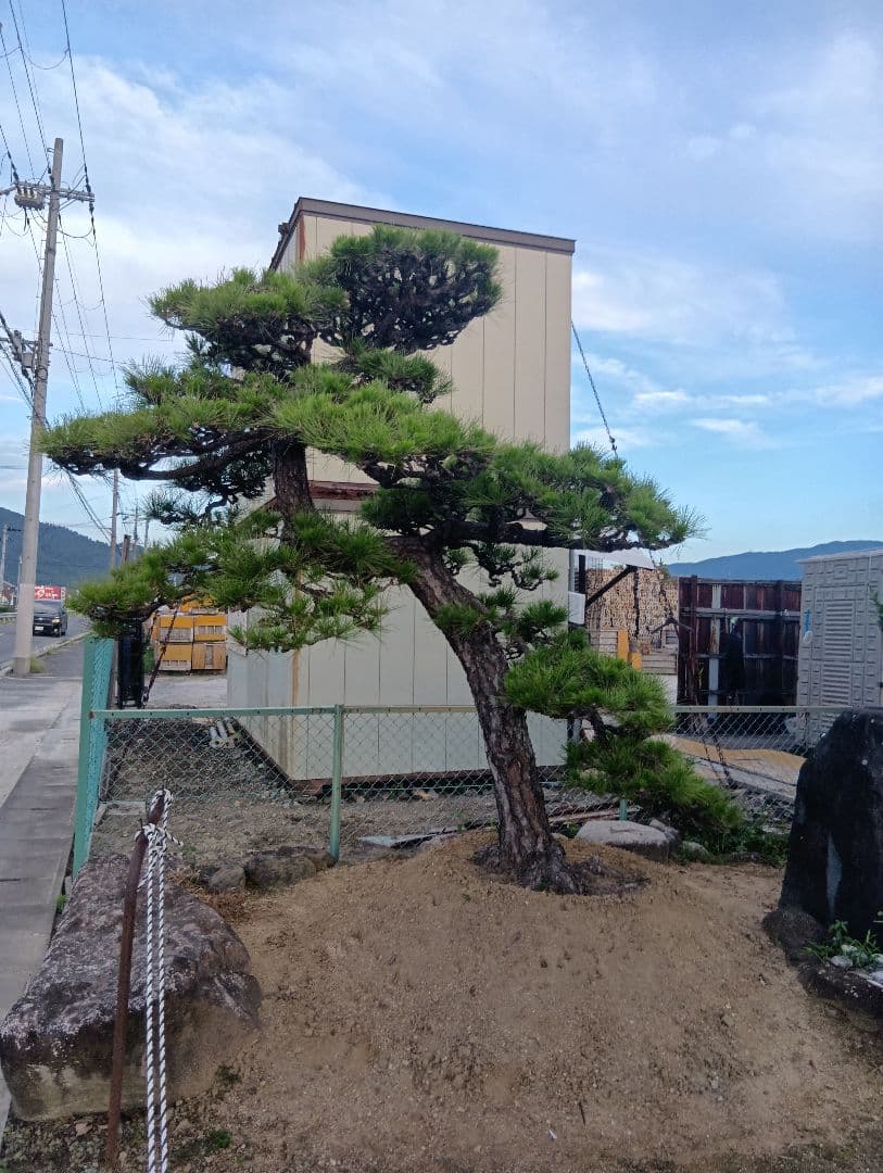 三河産の黒松（かなりかっちょいいサイズ）庭木