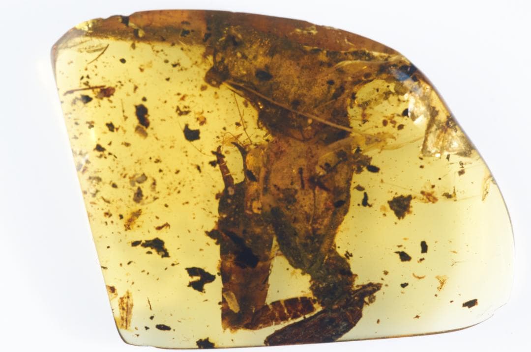 レア極上品 PA168虫入り琥珀化石　ミャンマーカムティかタナイ9900万年前