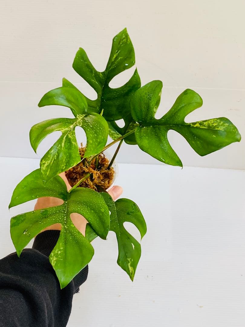 ☆初出品美大株☆ ラフィドフォラ ミグマ ヒメモンステラ