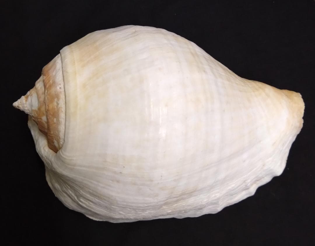 貝　標本　カブトソデガイ　超大型２１㎝