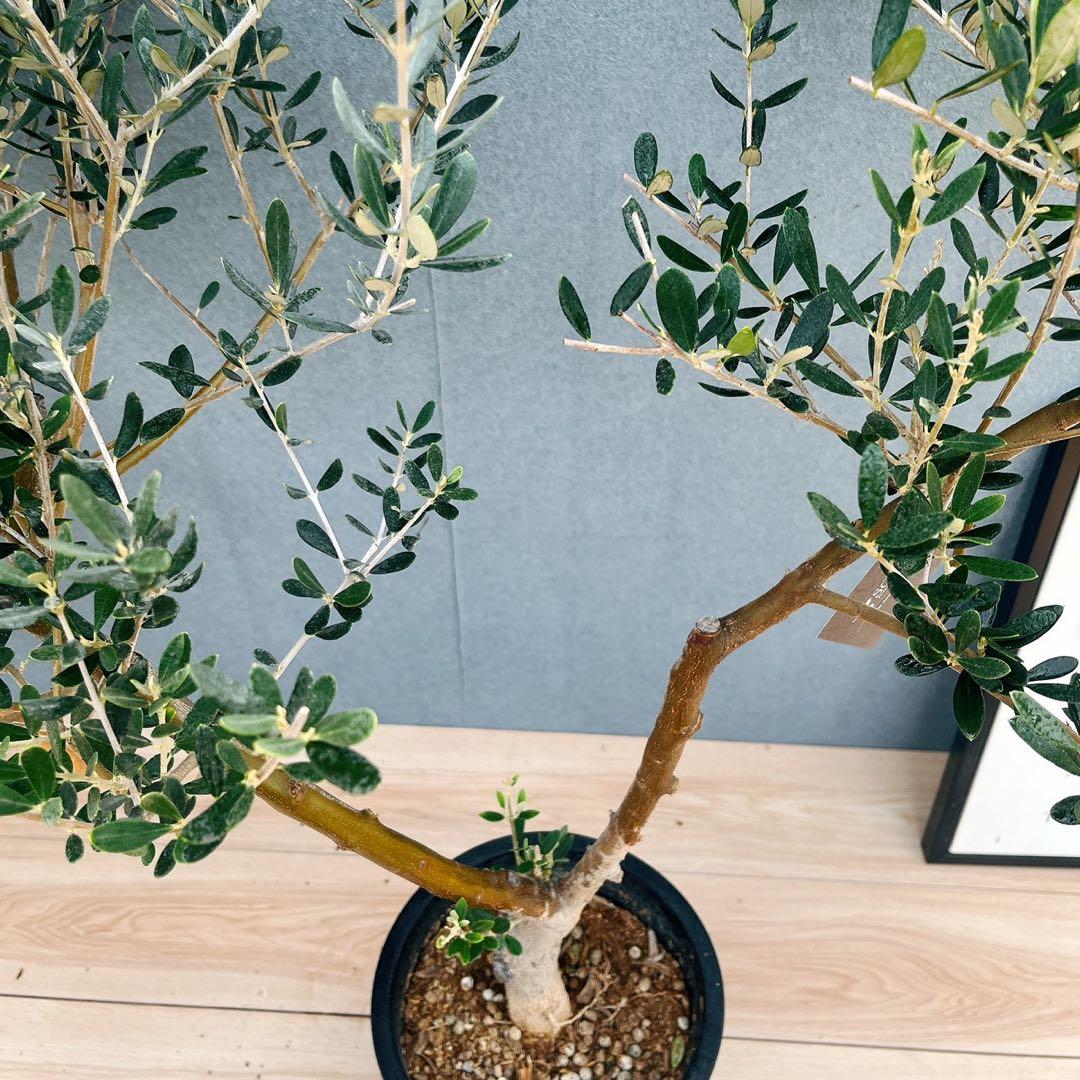 ［現品］24番 創樹　オリーブ　マンザニロ　8号　常緑樹　オリーブの木　ユニーク