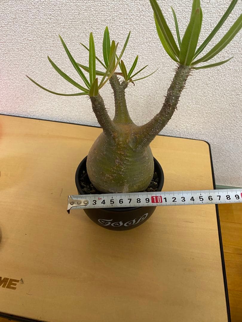 パキポディウムグラキリス　　 塊根植物