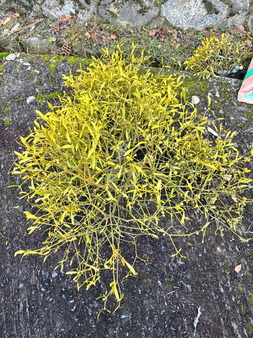 8ヤドリギ 寄生植物