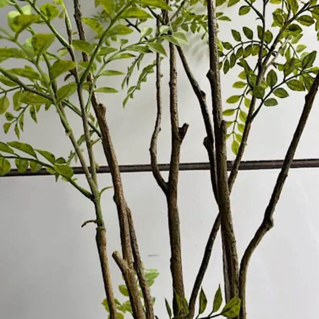 光触媒　観葉植物　ウォールグリーン　フェイクグリーン　シマトネリコ8210