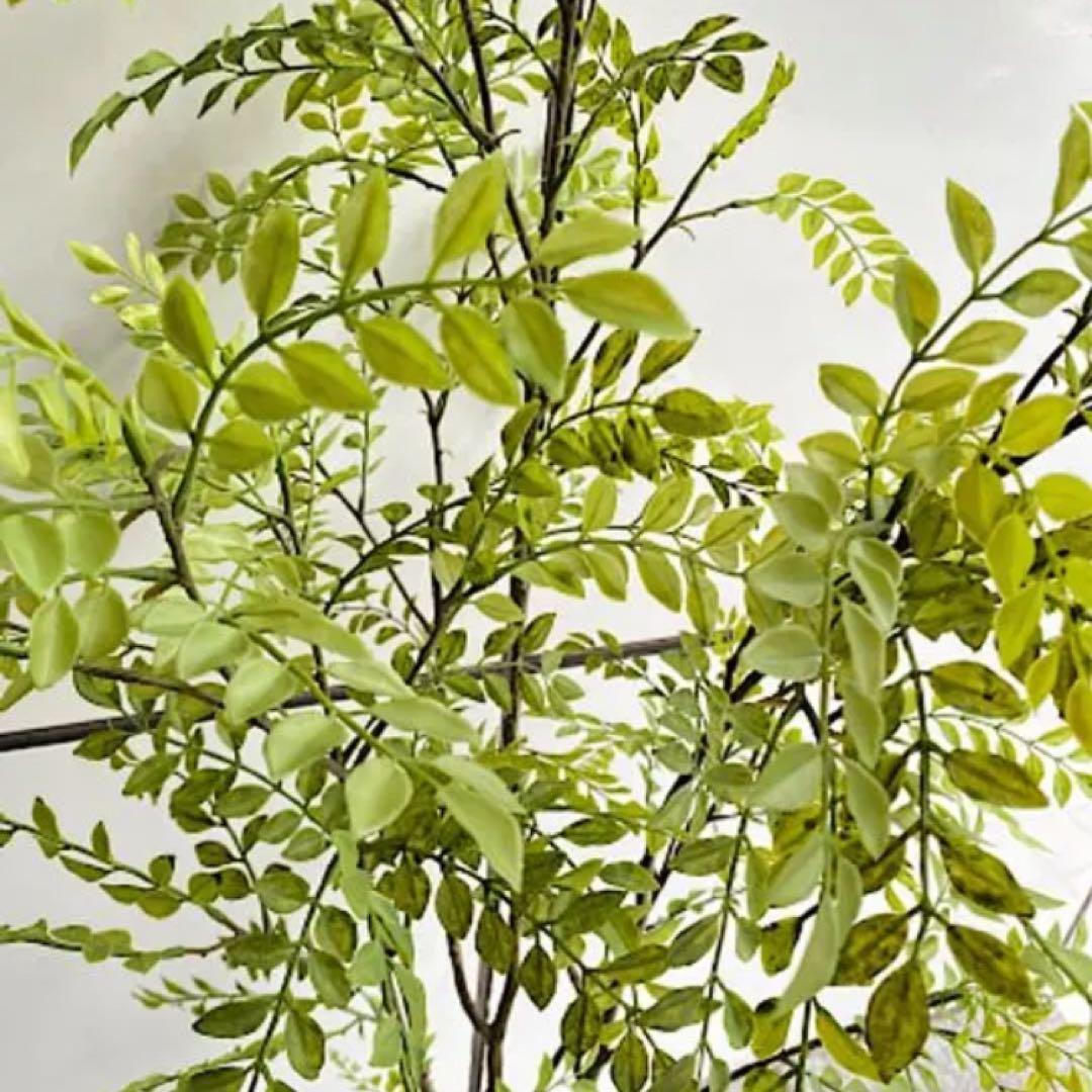 光触媒　観葉植物　ウォールグリーン　フェイクグリーン　シマトネリコ8210