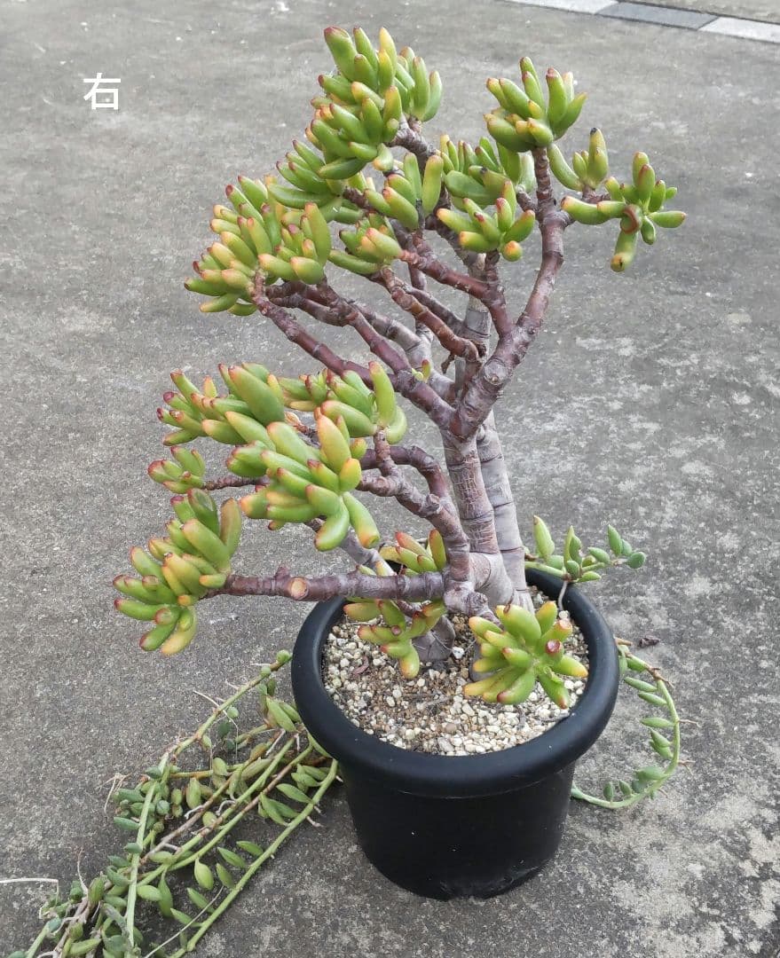多肉植物 ゴーラム 木立 30cm以上 抜き苗