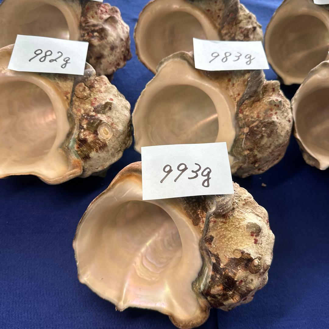 夜光貝　ヤコウ貝　まとめ売り　11個　10、7kg アクセサリー　ルアー