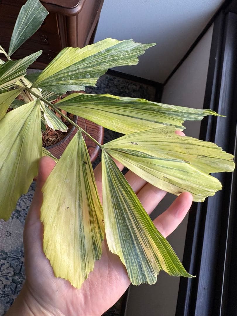 大株 クジャクヤシ斑入り Caryota mitis variegated 5号