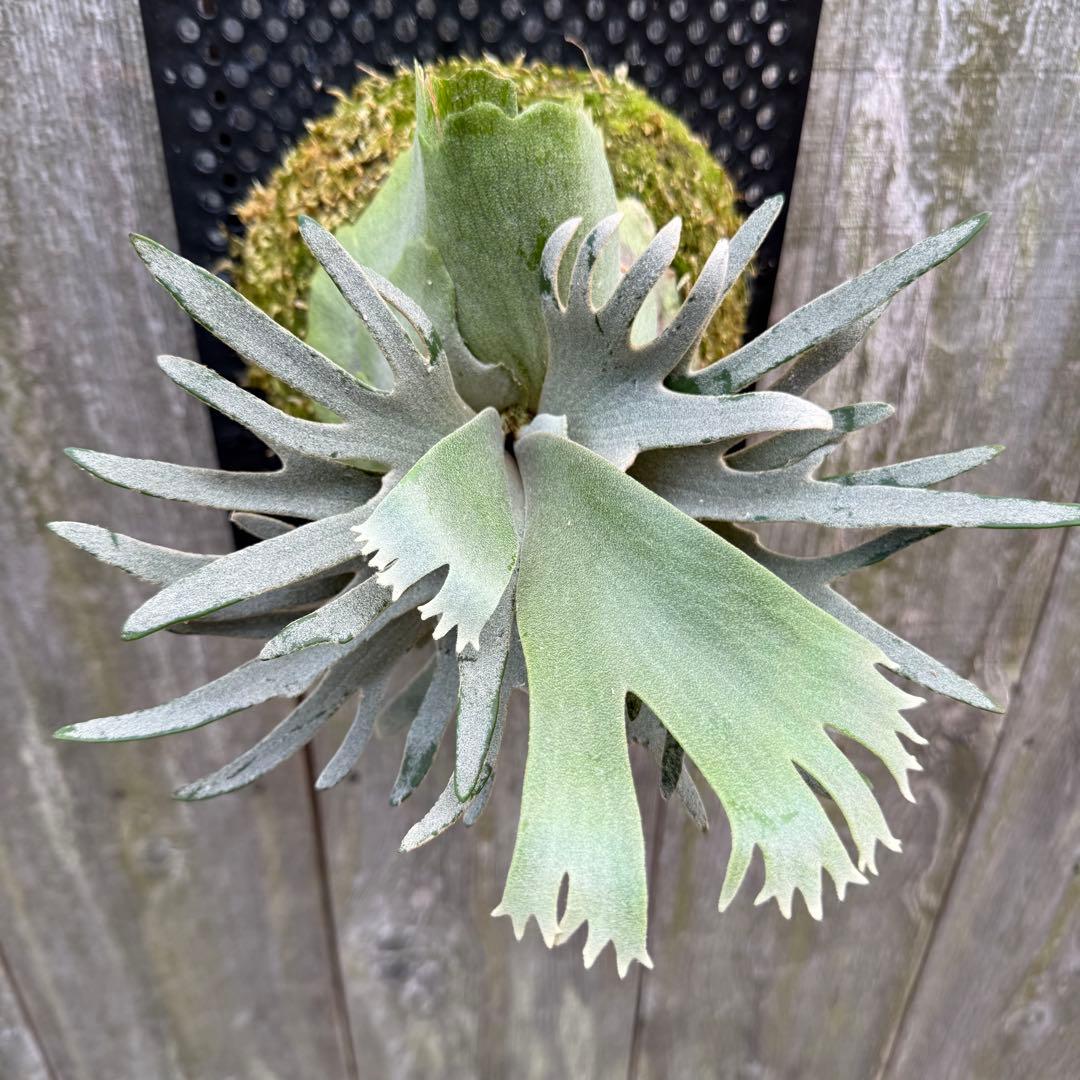 ビカクシダ P.willinckii jade girl sporeling