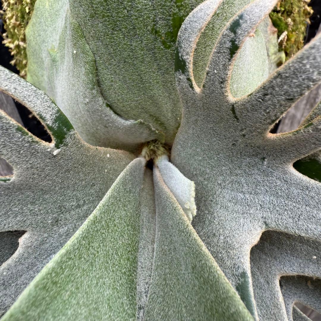 ビカクシダ P.willinckii jade girl sporeling