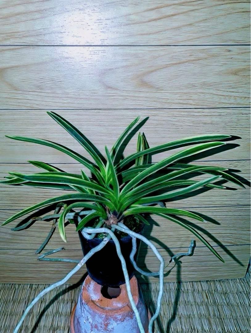 富貴蘭「匂威」展示向け最上柄大株立ち