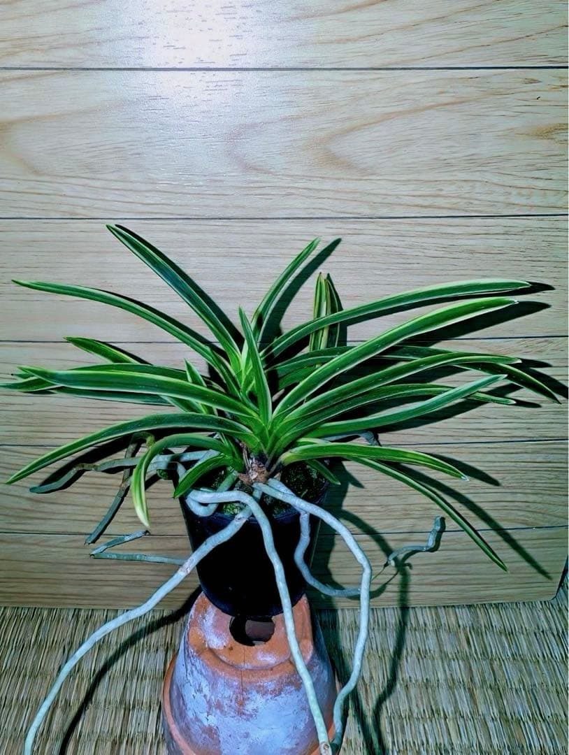 富貴蘭「匂威」展示向け最上柄大株立ち