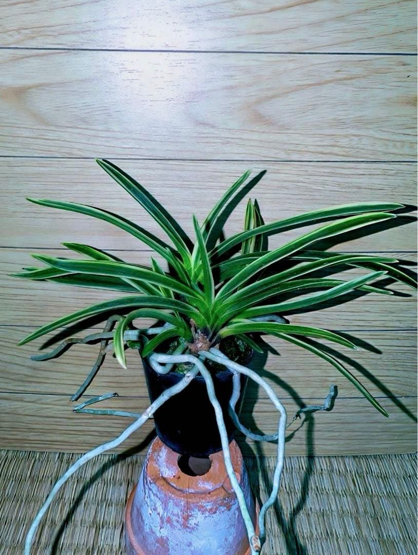 富貴蘭「匂威」展示向け最上柄大株立ち